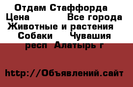 Отдам Стаффорда › Цена ­ 2 000 - Все города Животные и растения » Собаки   . Чувашия респ.,Алатырь г.